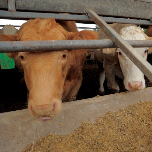 Sustainable beef varieties